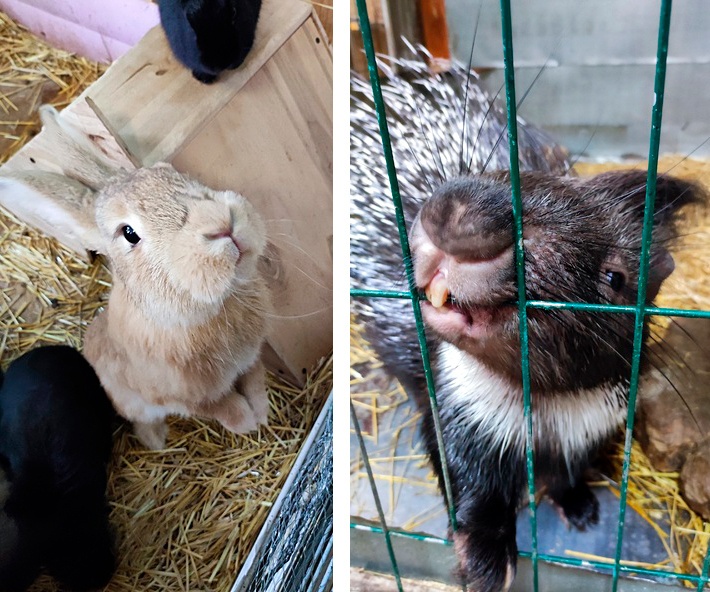 Личное фото, трогательный зоопарк в г. Тула