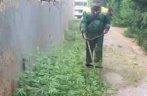    Уничтожение очага наркосодержащего растения