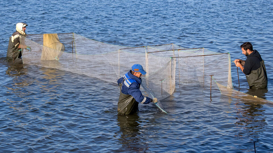     Вылов креветок в Азовском море достиг исторического максимума Сергей Мальгавко/ТАСС