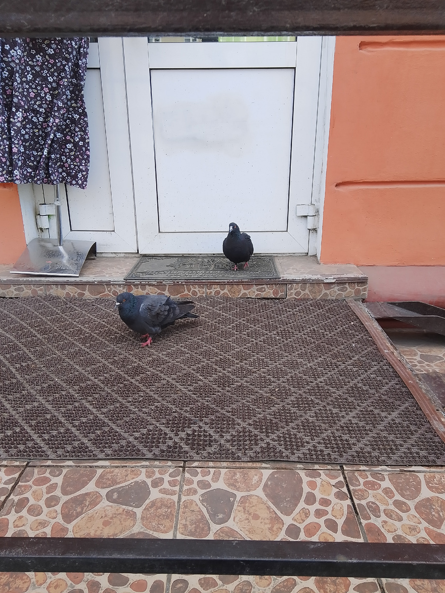 Фото автора. Голубки у входа.