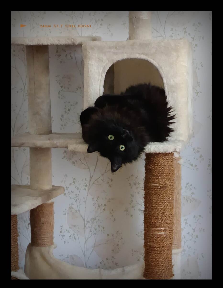 Котэ старшей сестры.