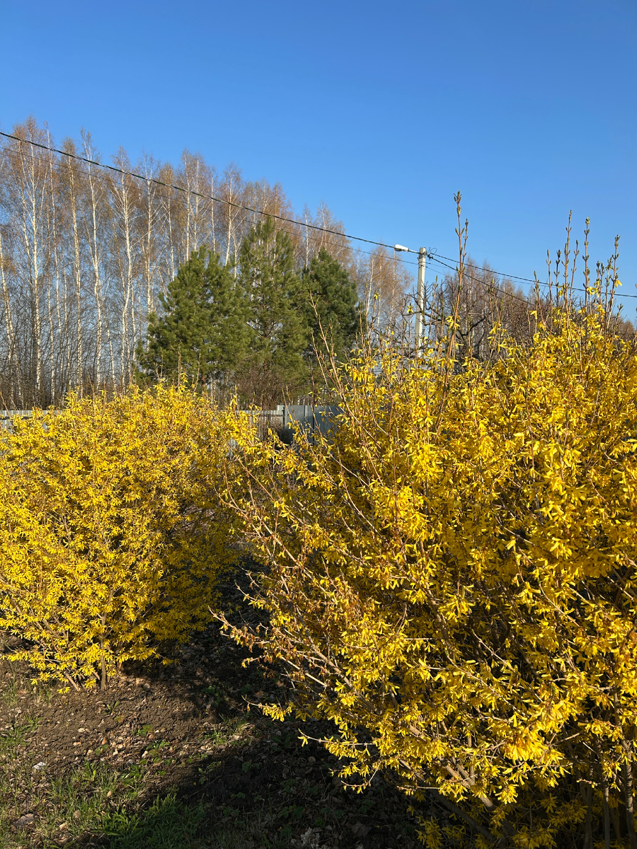 Наша форзиция ещё цветет