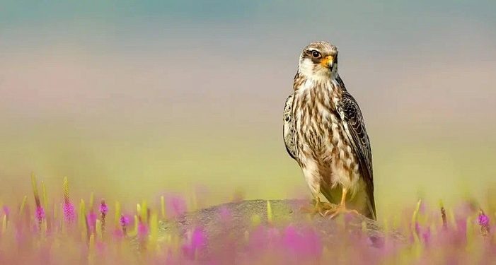    ФОНД РОСКОНГРЕСС