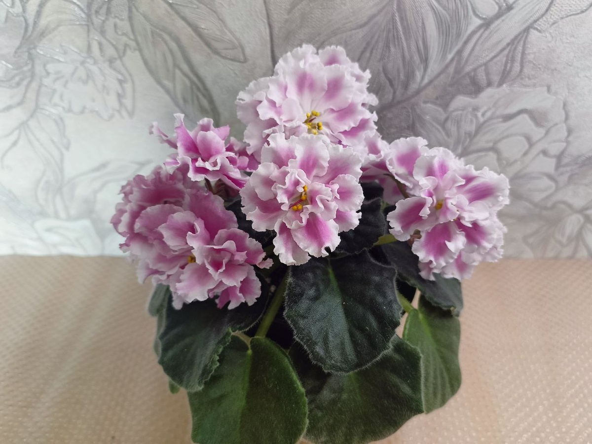 АВ- Арбузный снег