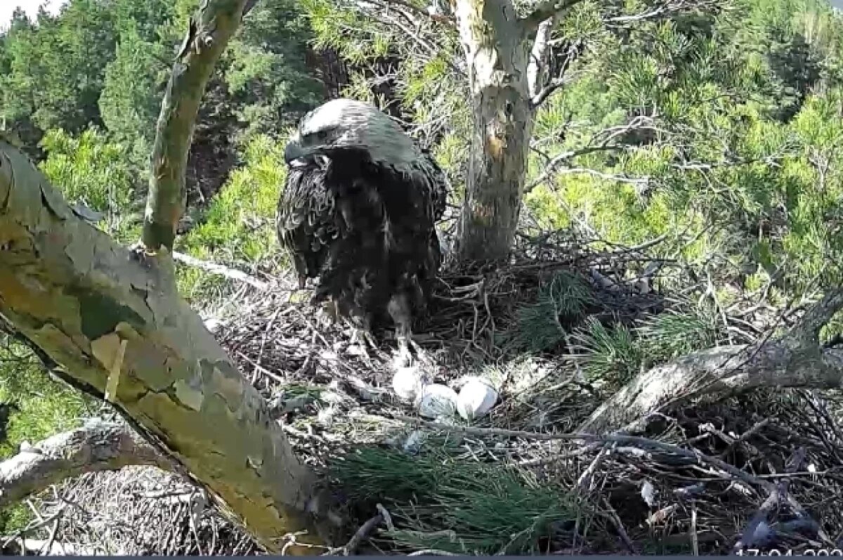    Солнечные орлы Белогор и Арбушка ожидают трёх птенцов