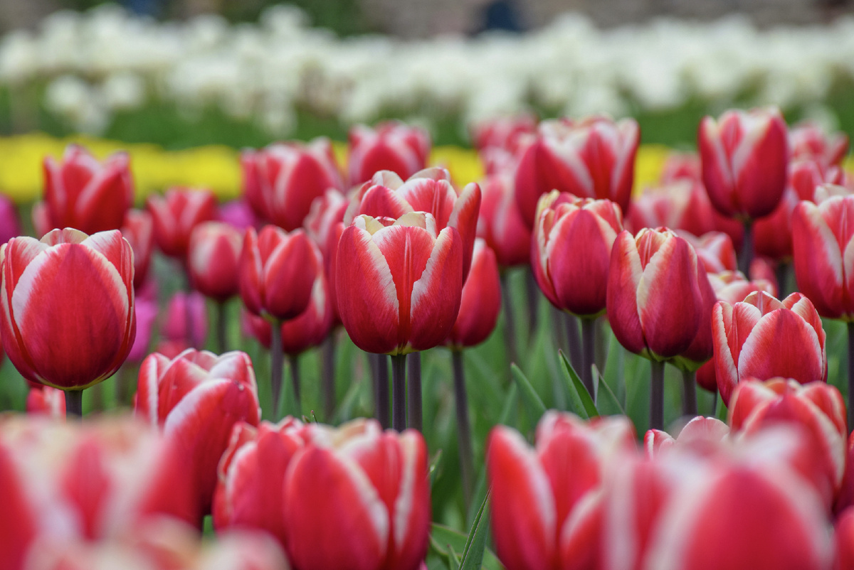 Парад тюльпанов в Никитском ботсаду © Туристический портал Республики Крым, Светлана Мальцева https://travelcrimea.com/chem-zanyatsya/20250325/3597215.html