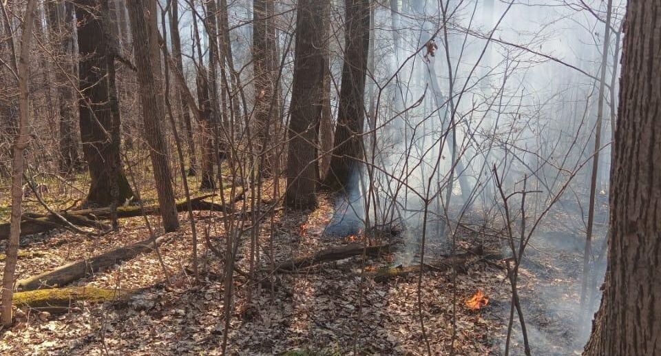    Комитет лесного хозяйства Московской области