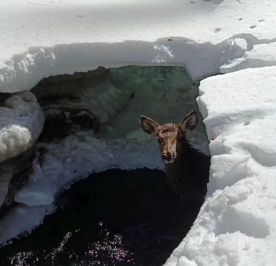     Самка марала едва не погибла в ледяном плену на юге Красноярского края