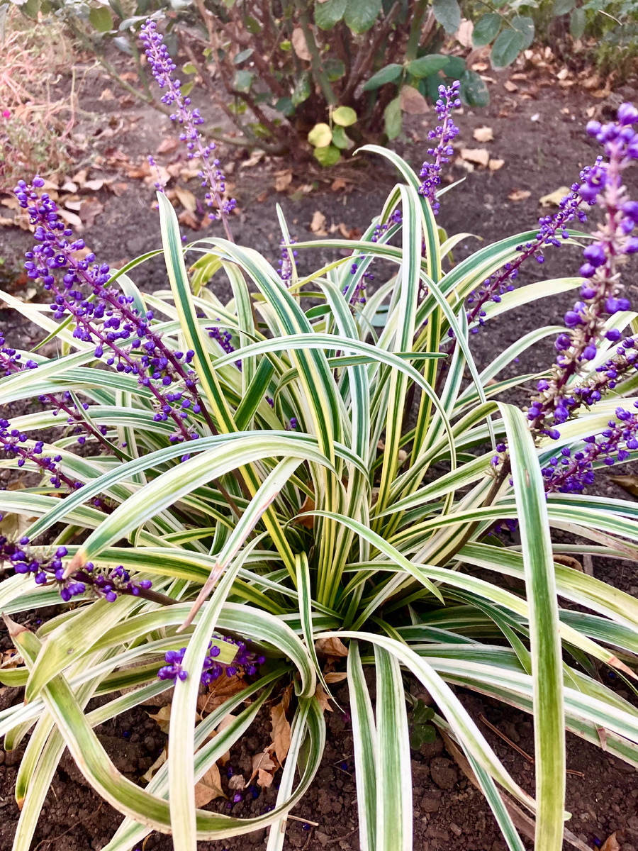 Фото: канал "Мы на хуторе живём".