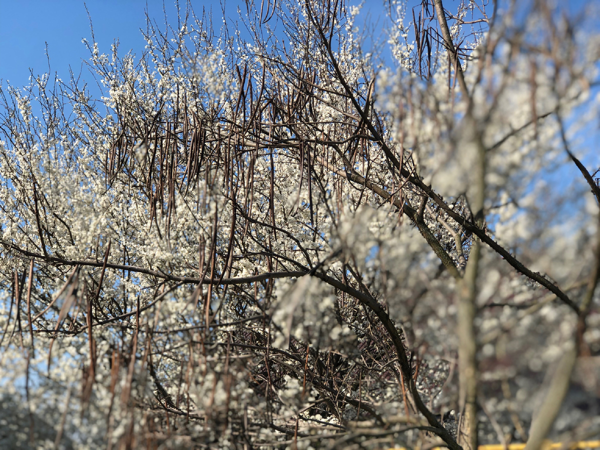 Раннее утро. Тишина, покой, голубое небо и ослепляющая белизна цветущих деревьев. Фотоиллюстрации автора.