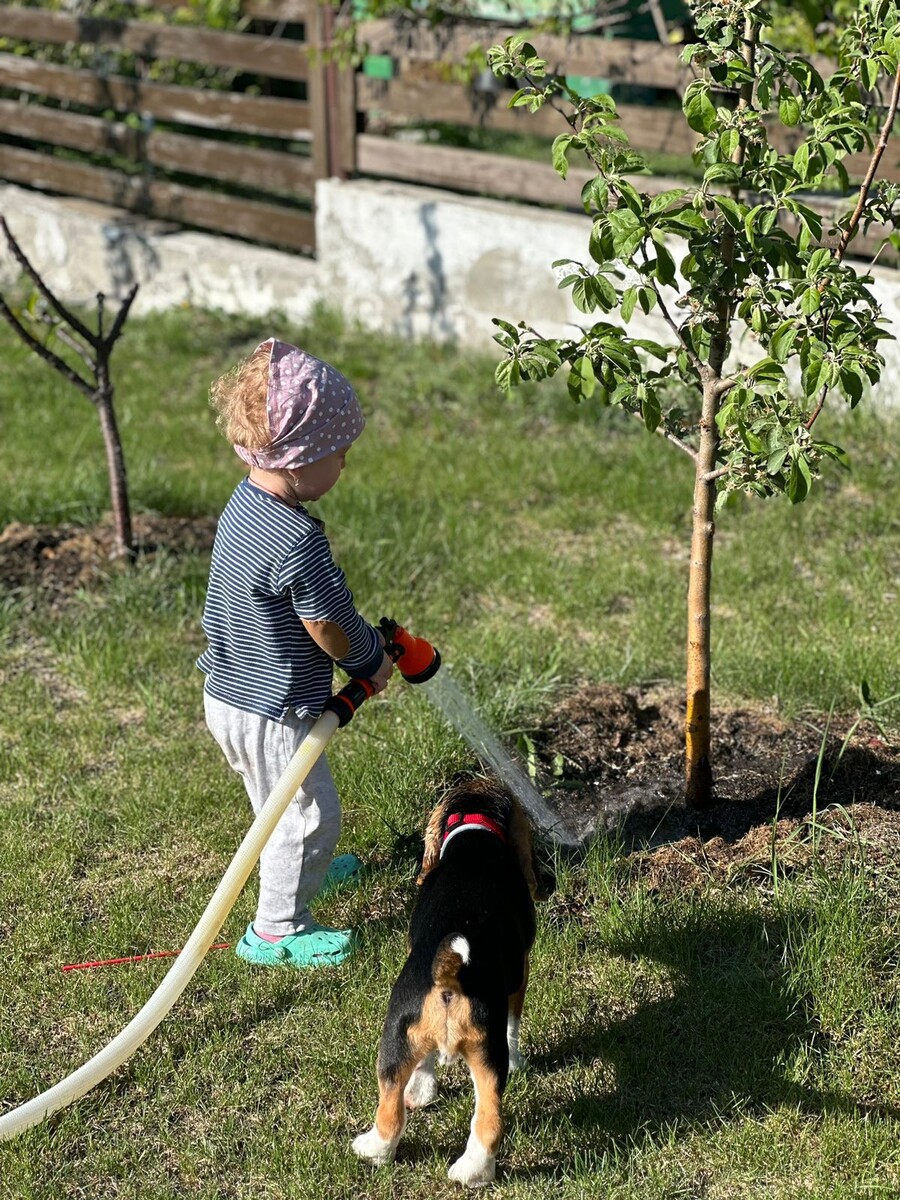 Расти яблонька, большая, пребольшая. На участке сына. Хозяйничает внучка. Фото из личного архива автора.