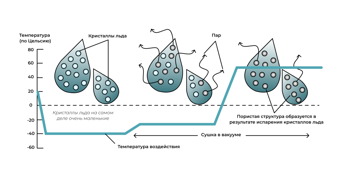 Рис. 1. Процесс сублимационной сушки