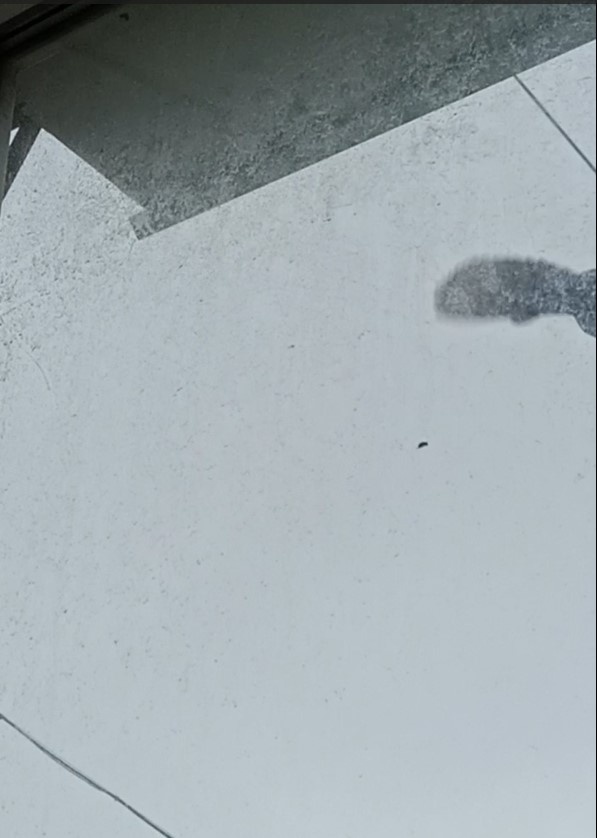 Успела запечатлеть тошлько крыло улетающей птахи ))