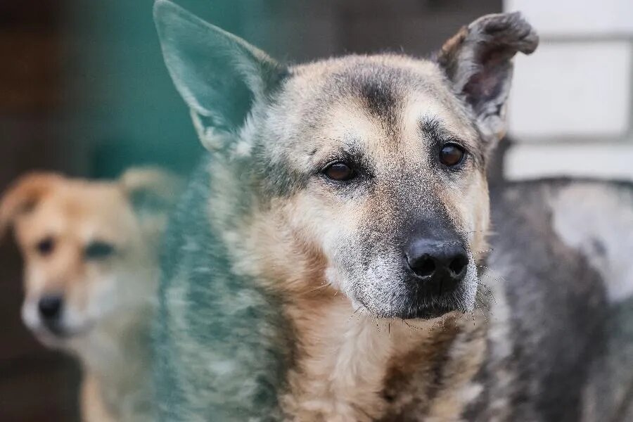 Одна из исследовательских компаний изучила показатель отказа от животных в России. 26 % хозяев пытались избавиться от питомцев. Из них 3 % оставляли их на улице. 3 % достаточно, чтобы бездомные популяции постоянно пополнялись./ФОТО Дмитрия ЯГОДКИНА/ТАСС