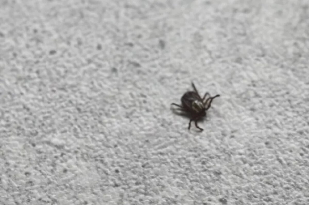    225 новосибирцев покусали клещи с начала весны