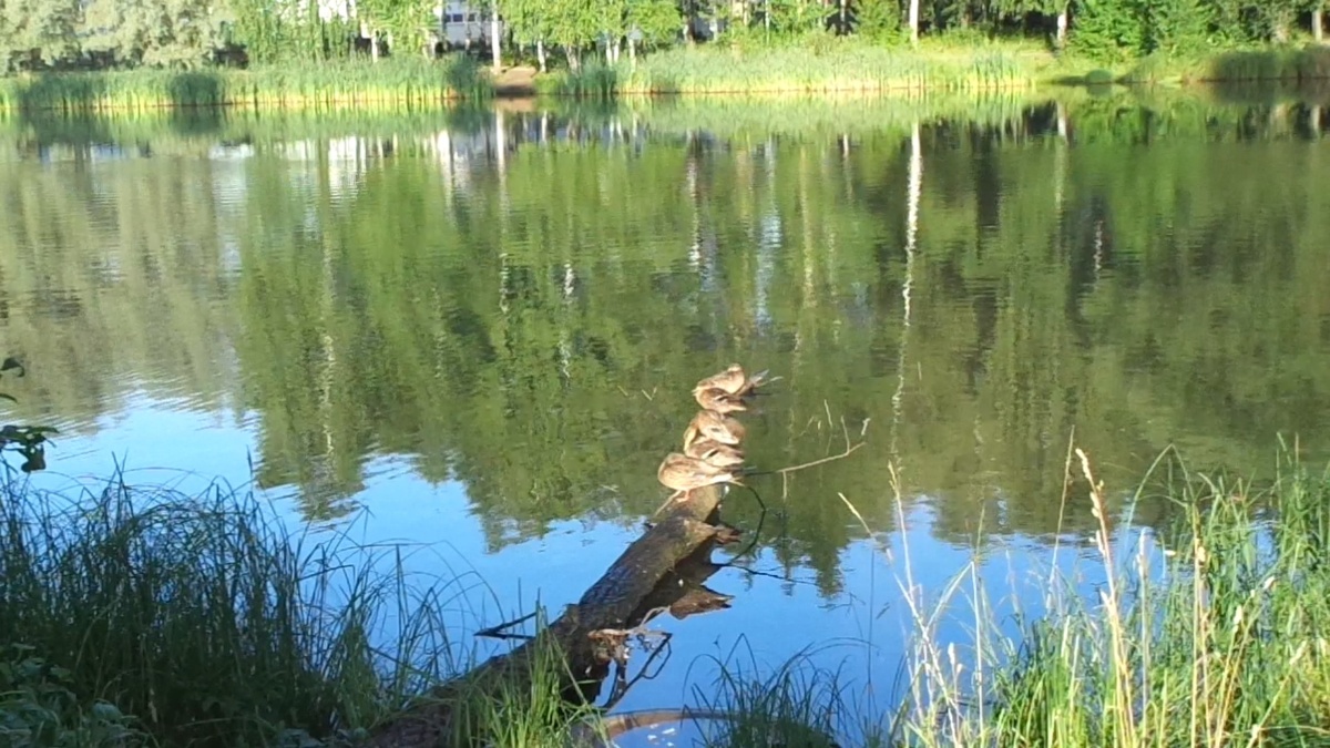 Утки на пруду