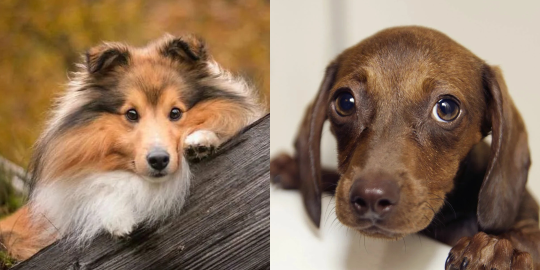 Всегда будут рядом: 7 преданных пород собак по мнению кинологов