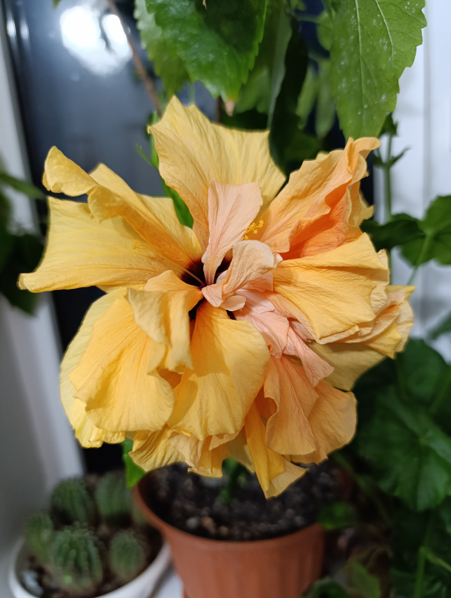 Цветение гибискуса