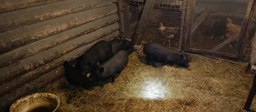 Вьетнамские поросята: наш опыт содержания. Стоит ли ими заниматься?