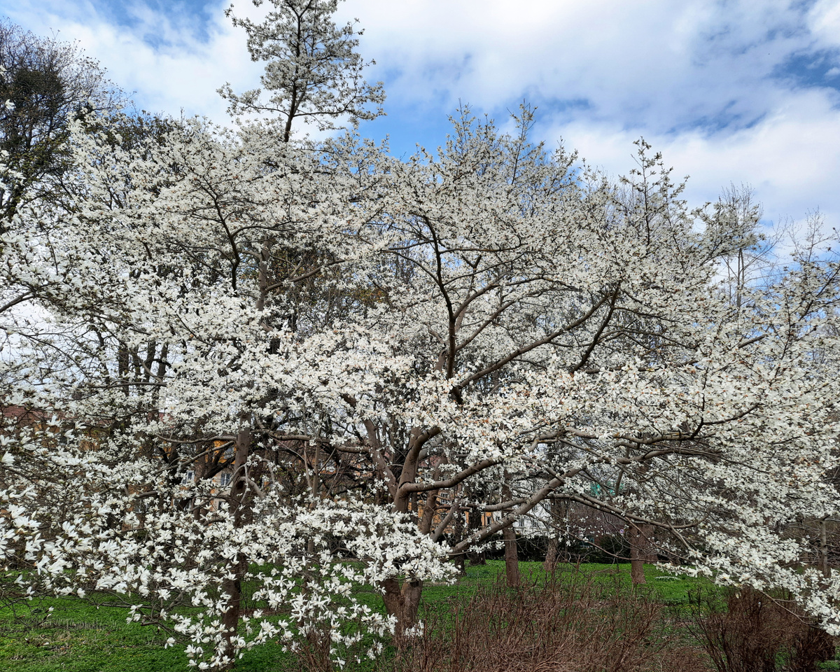 Аромат магнолий чувствуется от самого входа в ботанический сад