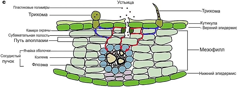 Поглощение наночастиц пластика листовой пластиной растения. Красные и синие стрелки на рисунке c указывают на перемещение частиц  в сосудистую ткань и трихомы соответственно. Источник. 