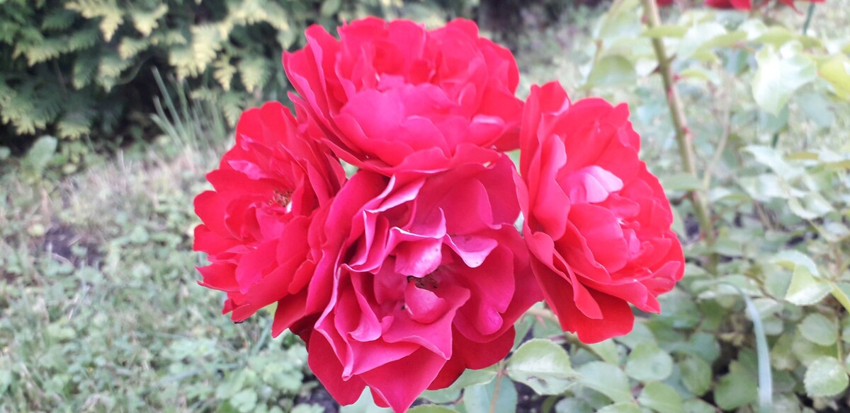 Колоссаль Мийян