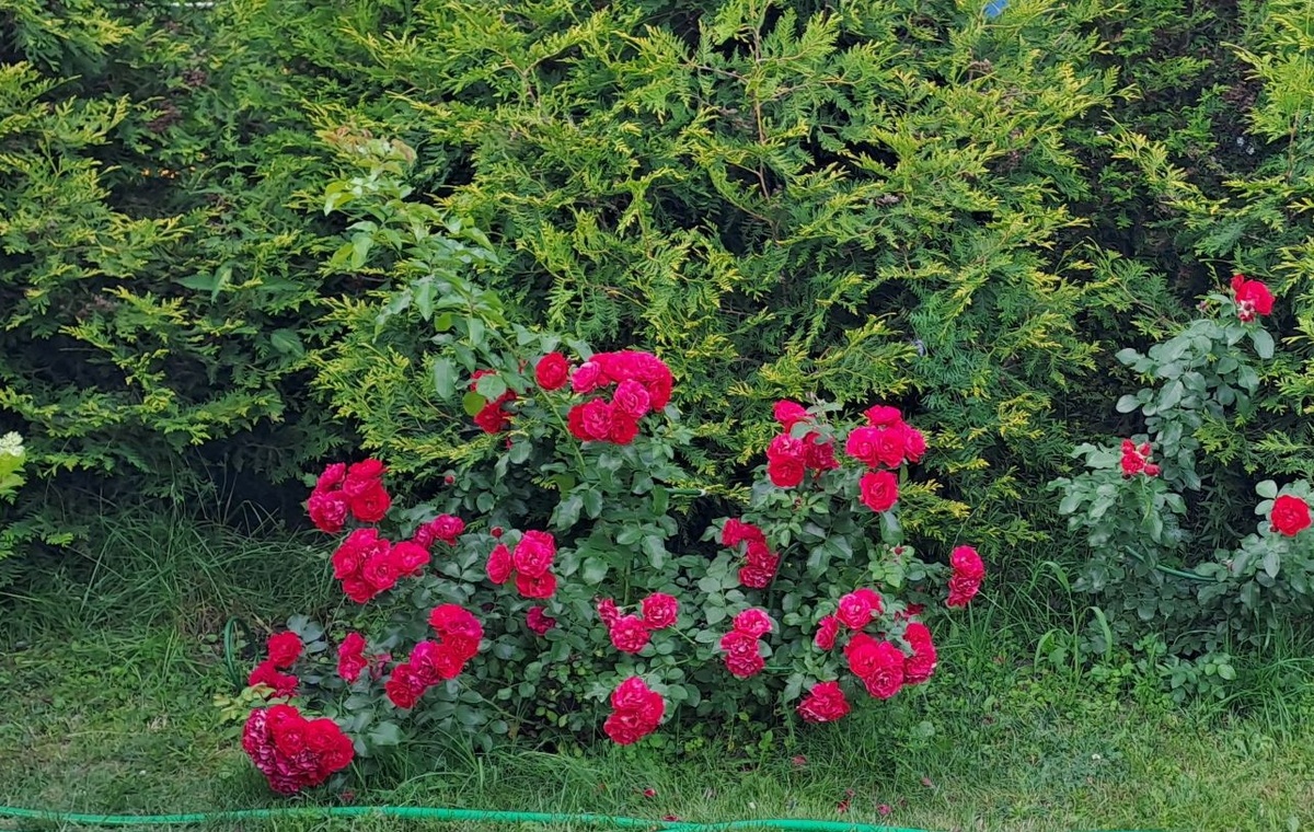 Куст понравился, рядом подсадила еще один