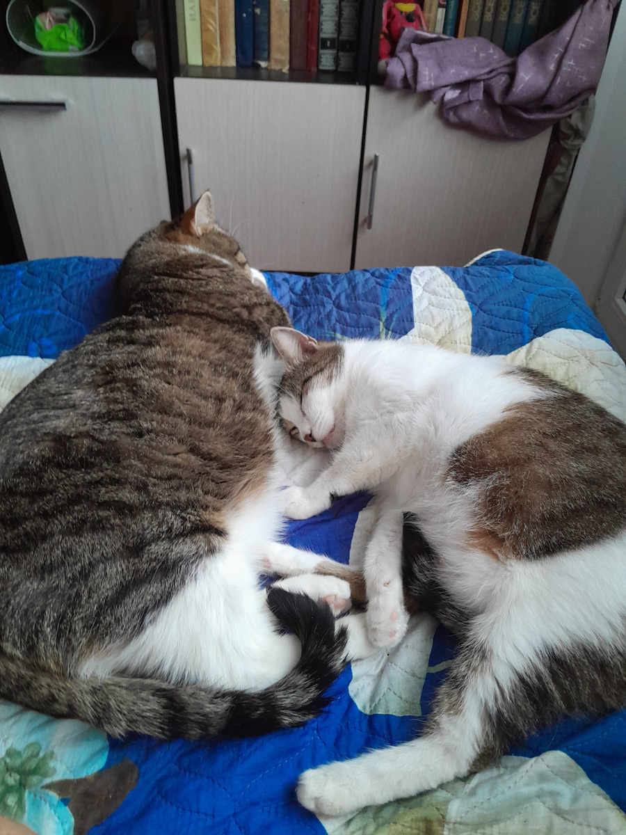 Хорошо отъелись 