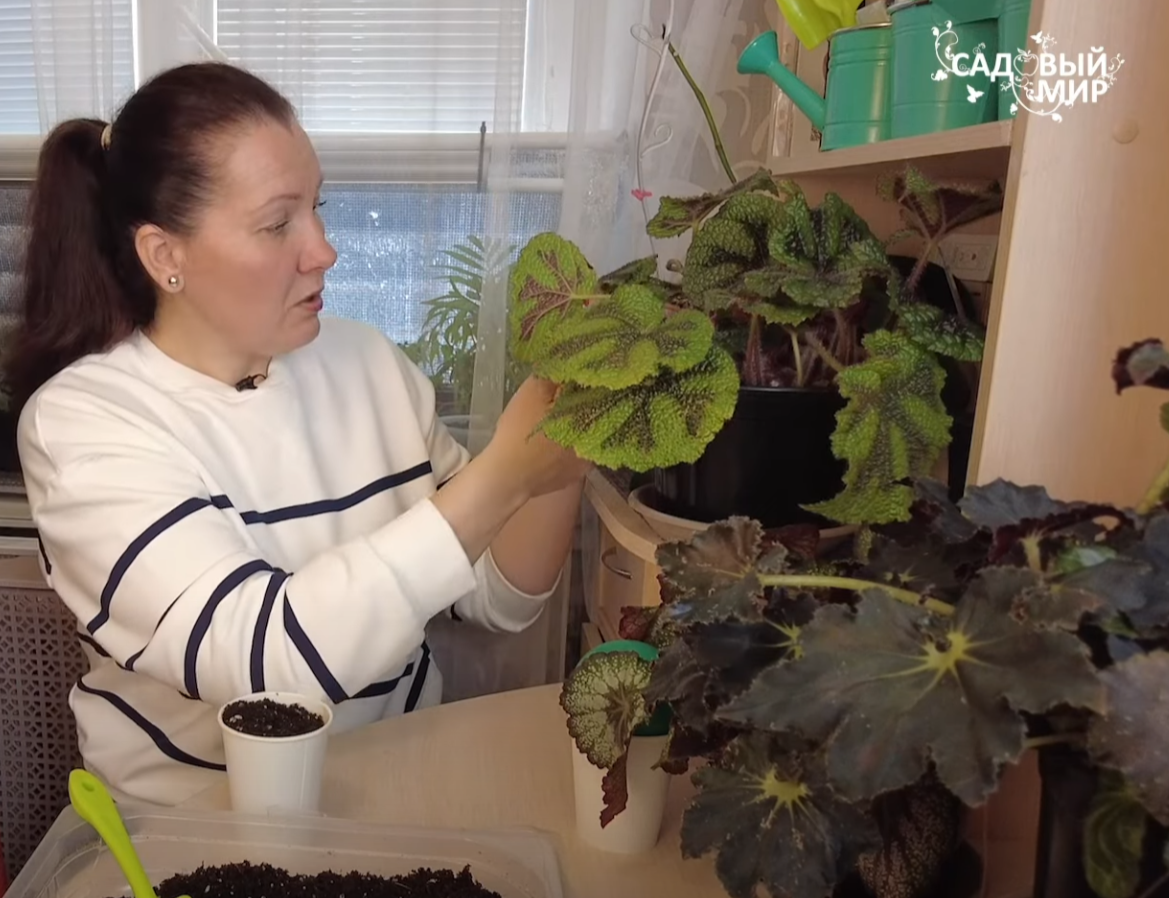 лист бегонии на укоренение