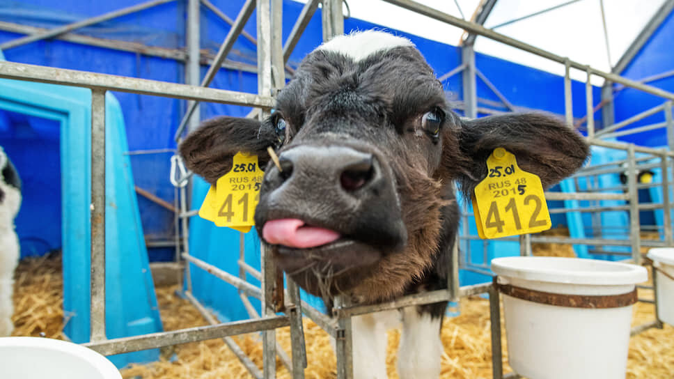 Фото: Олег Харсеев / Коммерсантъ