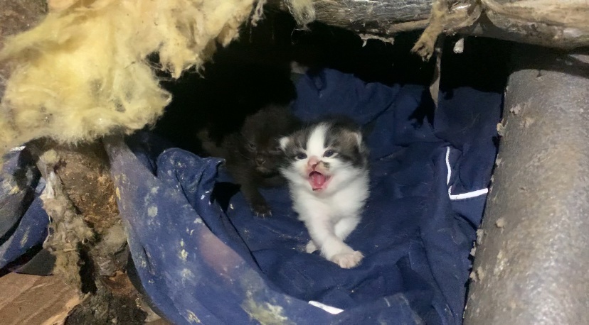 Хозяева выбросили одну кошки, а обрекли на страдание троих