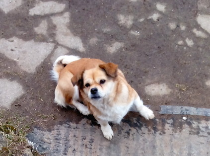 Плюшка — булочка