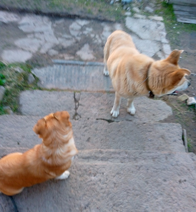 Те же персонажи. Всегда рядом