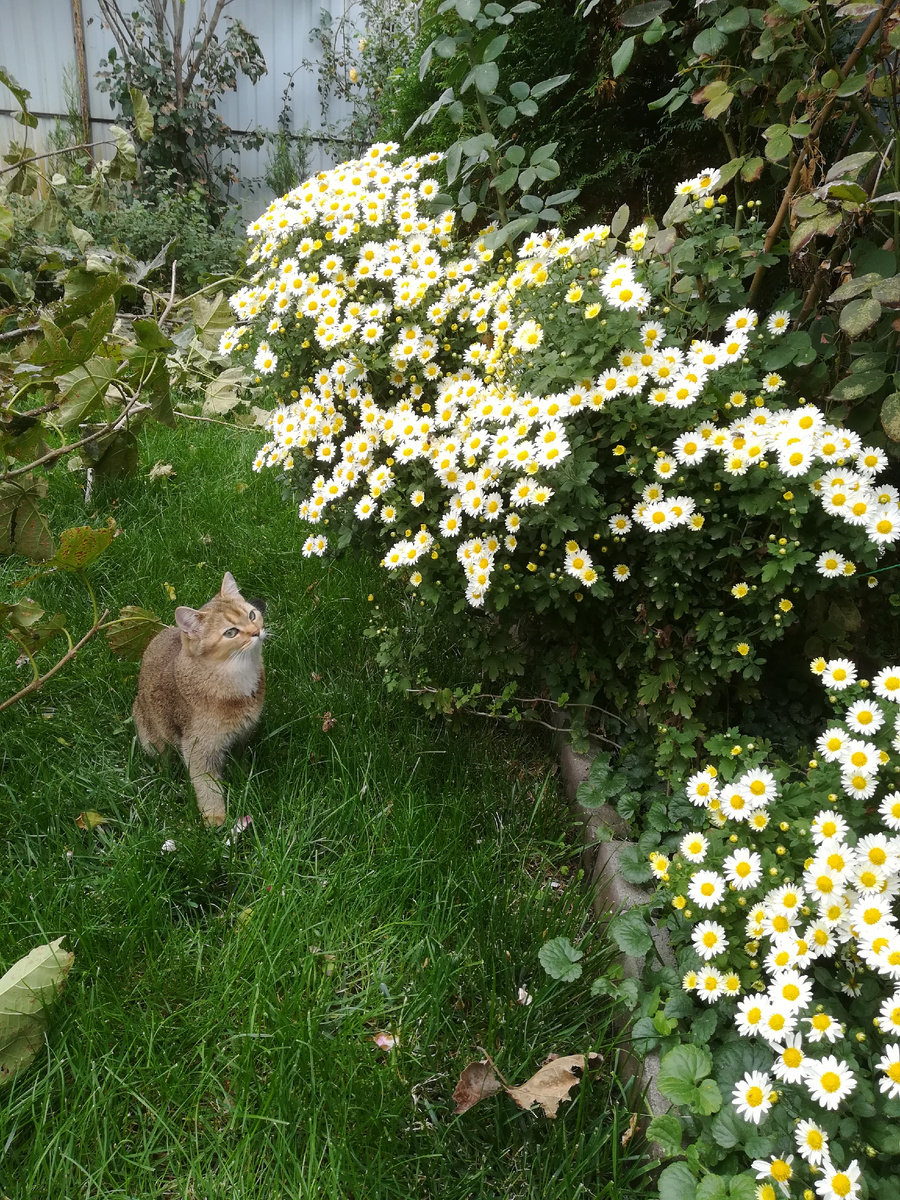 Питомец-помогатор. Ему повезло, у него ветврач личный. Бесплатный. 