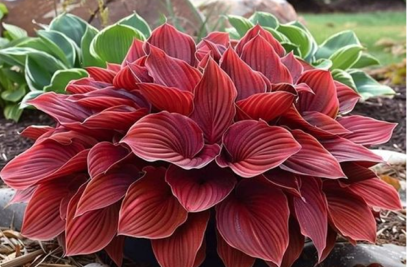 Осторожно мошенники: как под названием хост продают цветоводам домашние растения