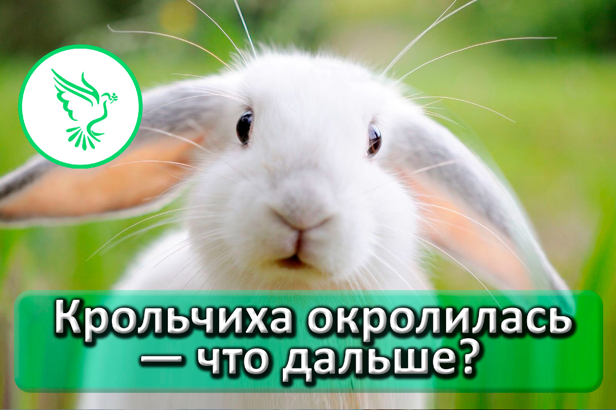 Помогаем крольчихе после окрола