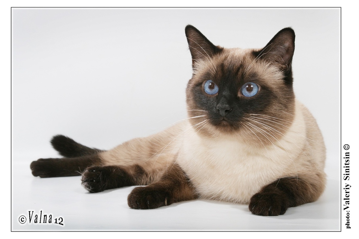 Парадный портрет