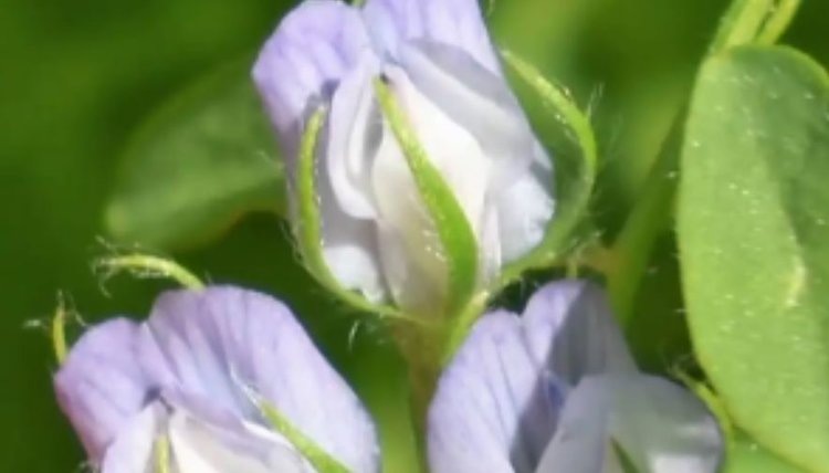    Новый сорт черной чечевицы пополнил Госреестр сортов и гибридов