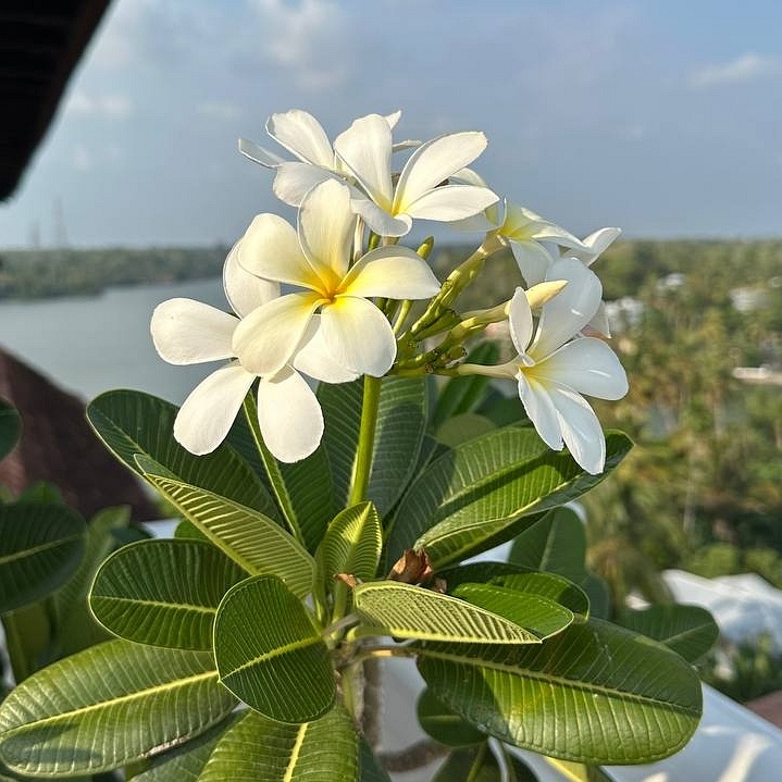 Прекрасный франжипани на террасе моего отеля в Керале. Фото из архива Виктории Подольской.