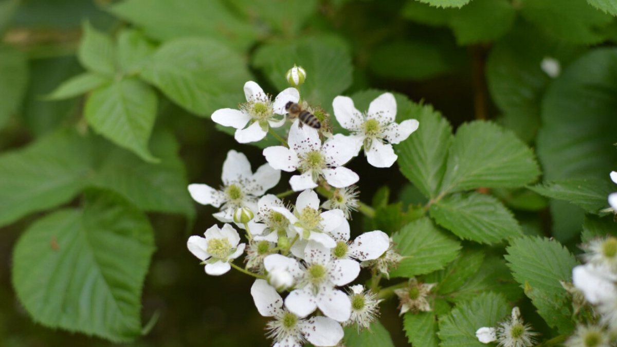 Цветущая ежевика