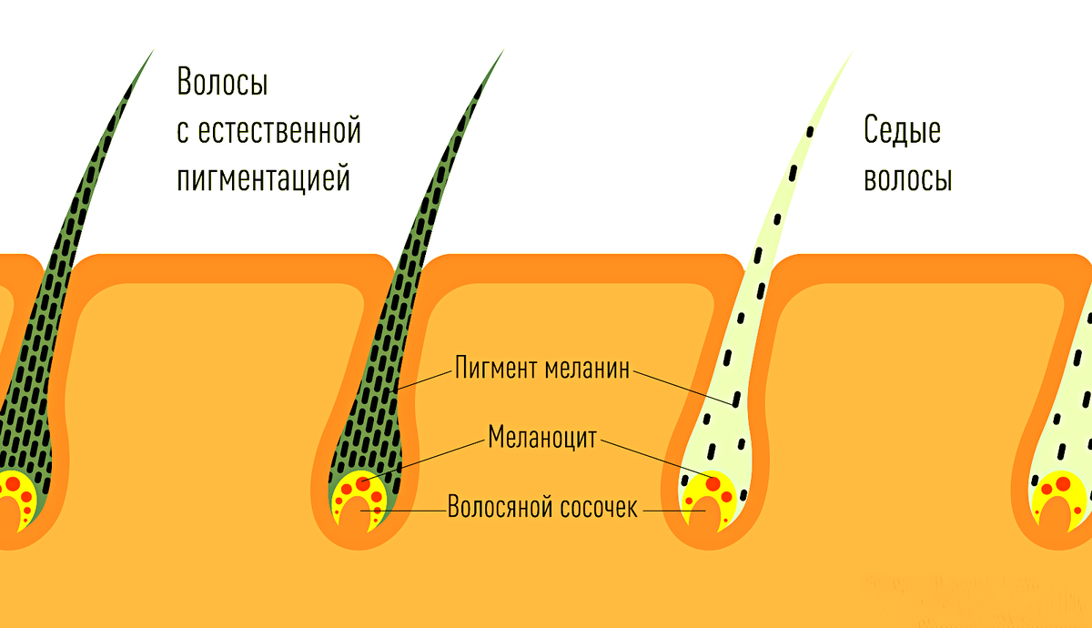 Иллюстрация: atlas.ru