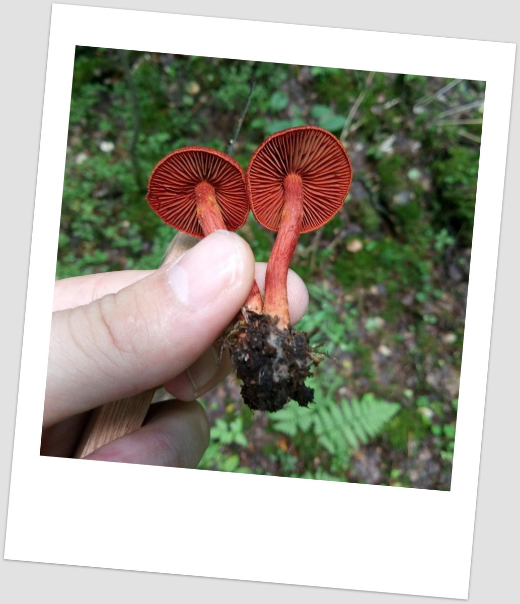 Кроваво-красный паутинник. фото из свободных источников