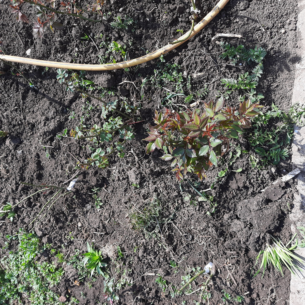 Вот они , красопеточки, листики выпускают)