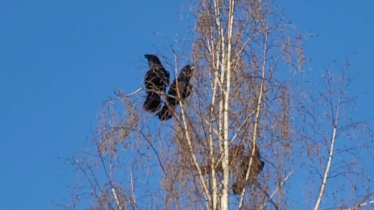 Стая орлов, на фото видно 4 штук