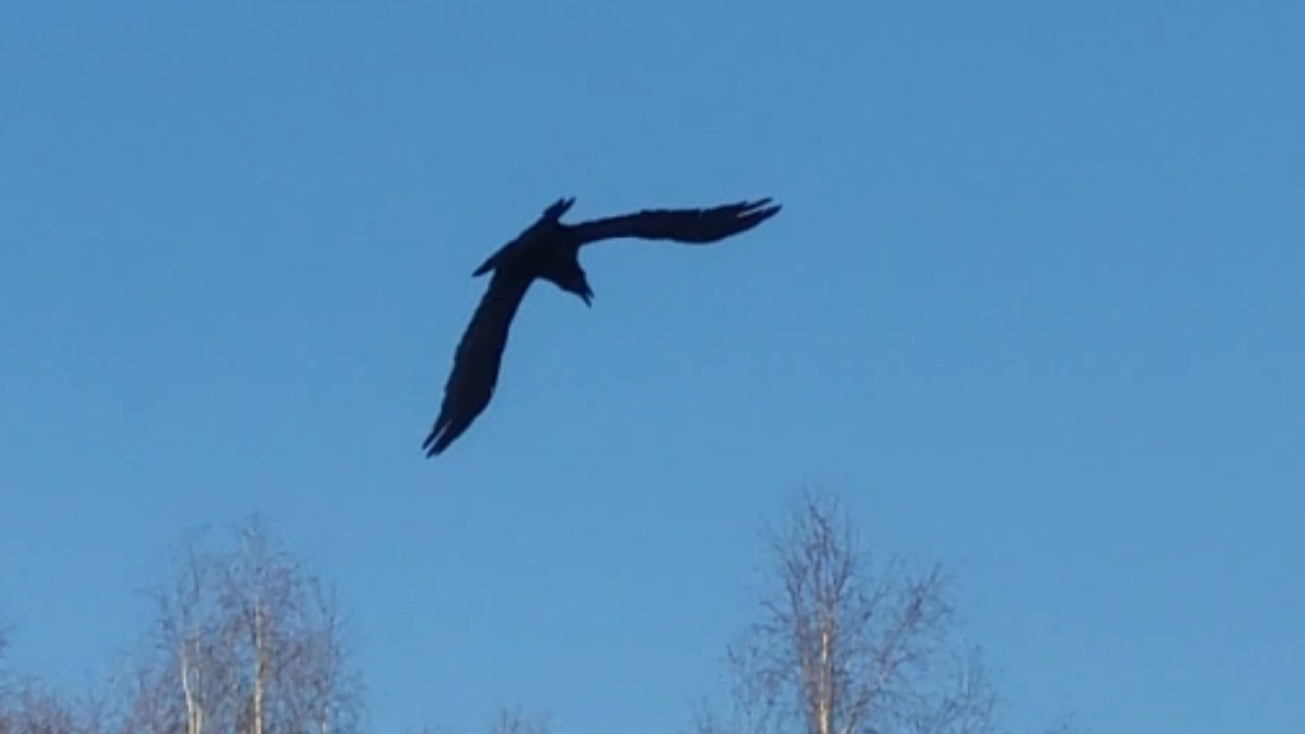 Улетающий орёл