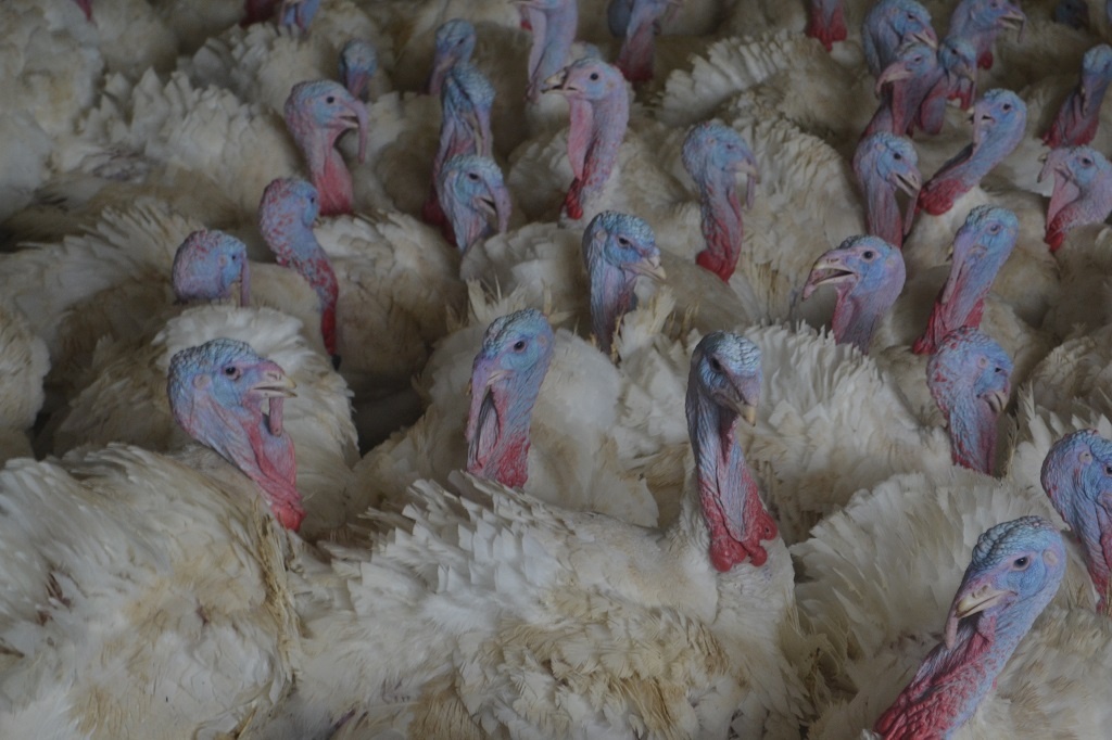    индейки // Фото: "Городской репортер"