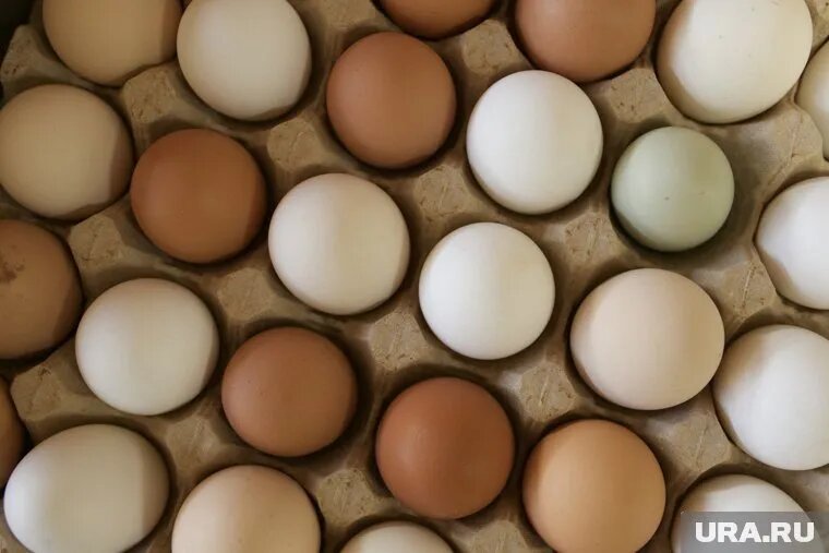 Курганцам покупают яйца экзотичных птиц. Фото: Денис Моргунов © URA.RU