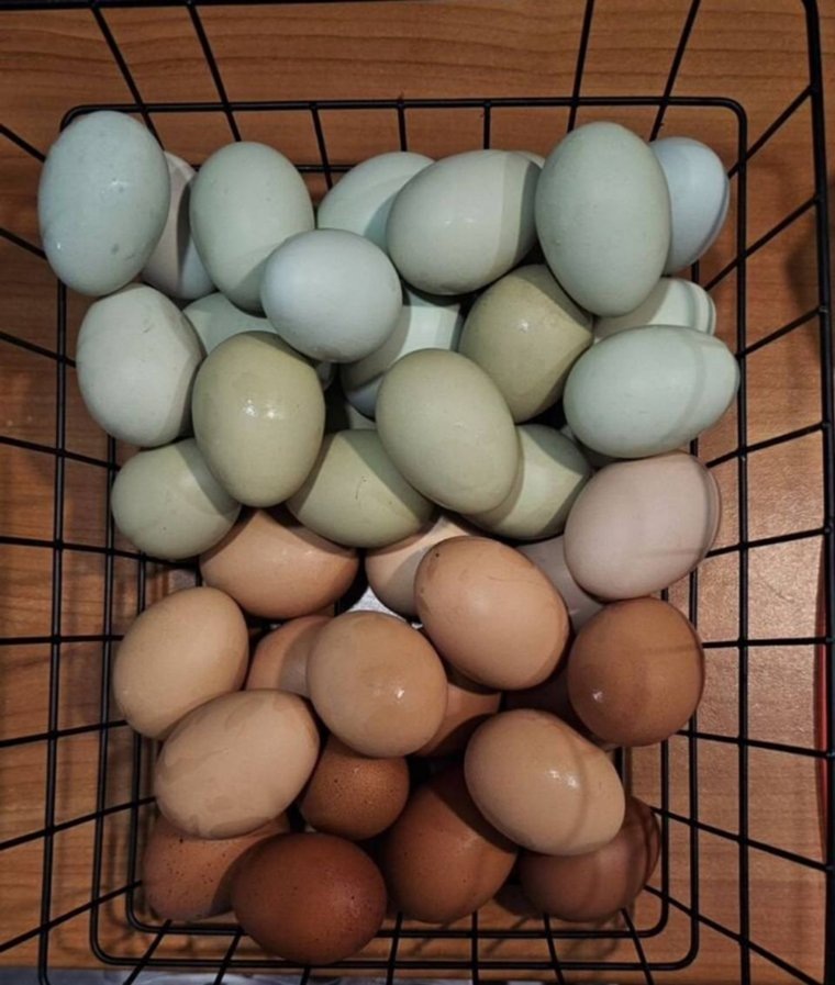 Цвет яиц в большей степени зависит от породы курицы. Фото: Avito