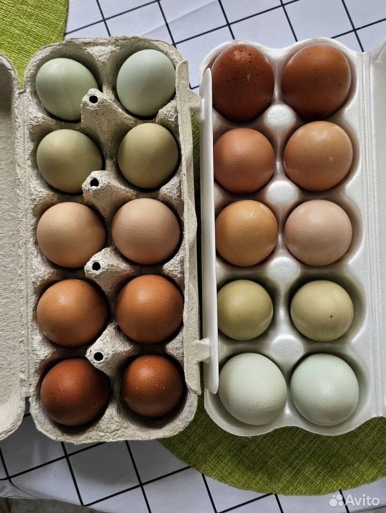 Экзотические куры могут снести синие и зеленые яйца. Фото: Avito