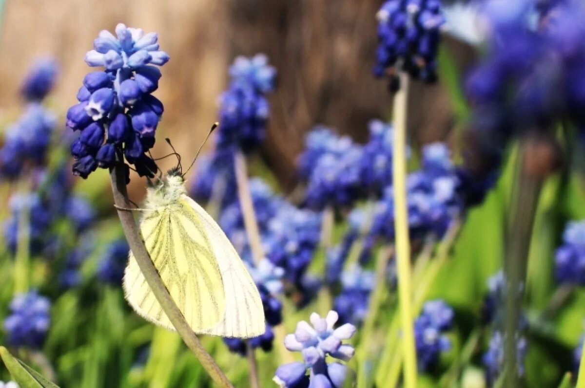    К Пасхе в Свердловскую область придет резкое потепление